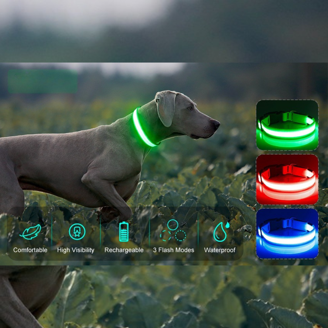 Collar led para mascota
